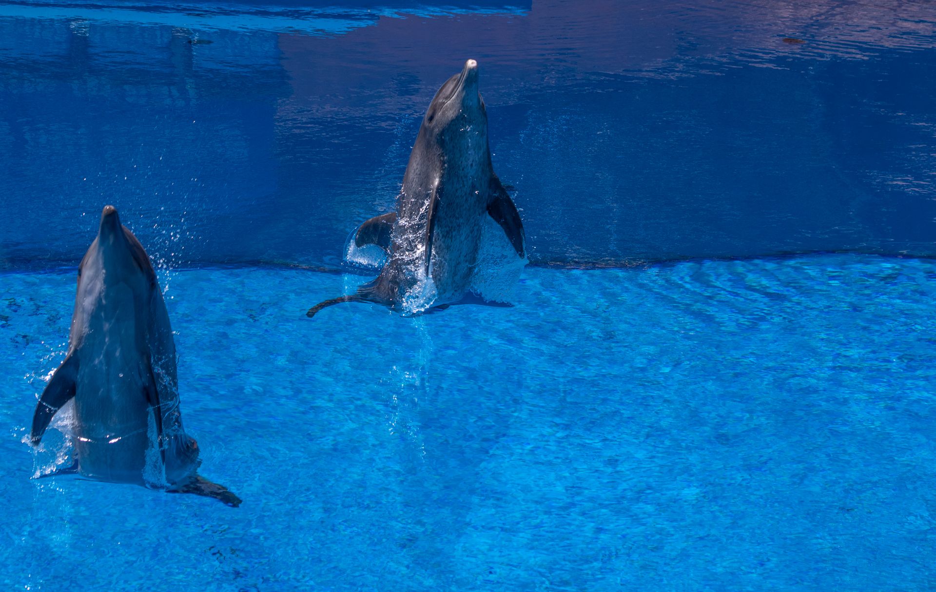 Two dolphins leaping in a pool showcasing aquatic agility and playful behavior.