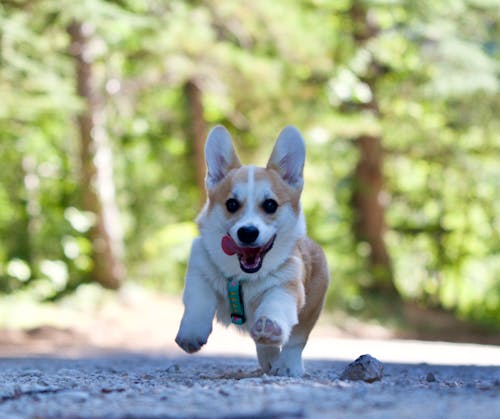 Free Ảnh lưu trữ miễn phí về chạy, chó, con chó dễ thương Stock Photo