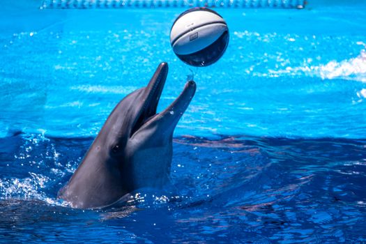 dolphin photo
