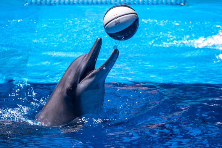 Common Bottlenose Dolphin Playing Ball While Swimming In The Water