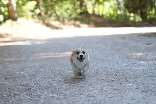 Foto profissional grátis de animal, animal fofo, cachorro