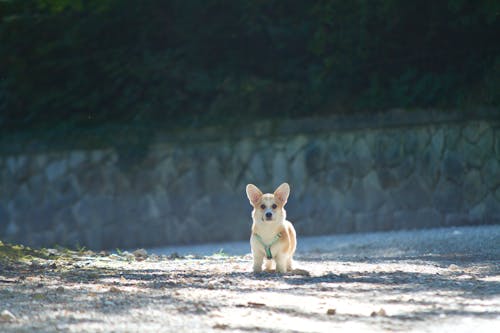 Gratis lagerfoto af Corgi, dyr, hund