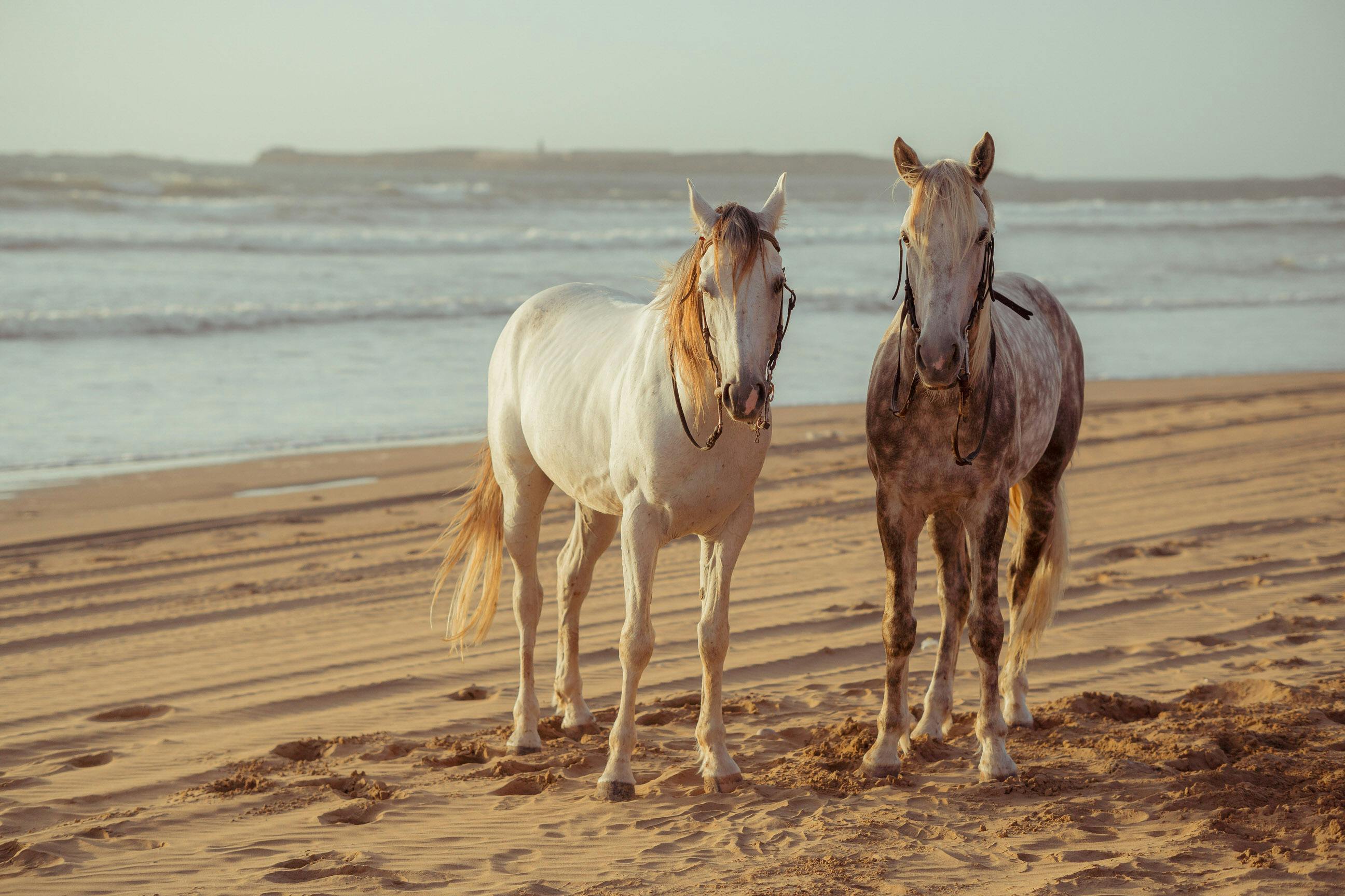 Horse Love Wallpapers  Top Free Horse Love Backgrounds  WallpaperAccess