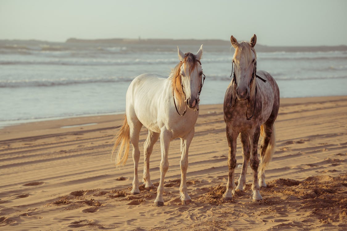 Two Horses on Beach 