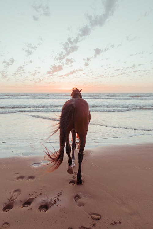 Free Horse Going Towards Sea  Stock Photo