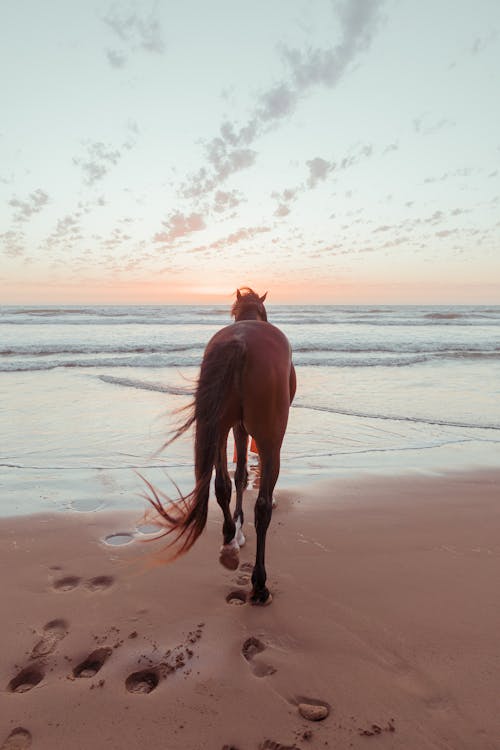 Horse Going Towards Sea 