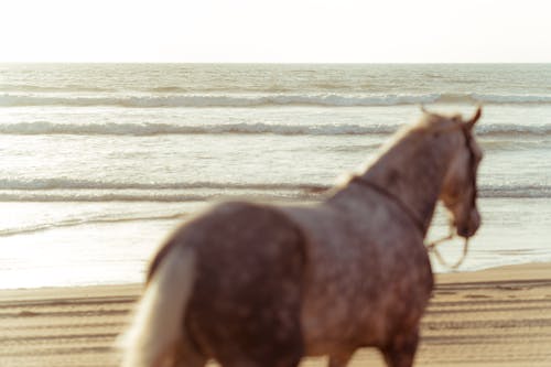 Horse on Seashore 