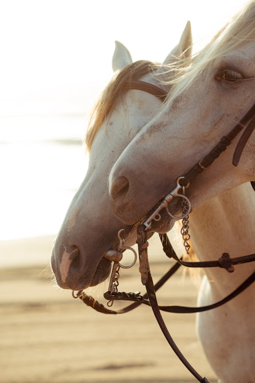 A Pair of White Horses in Close-up Shot