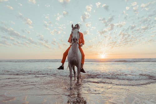 Ảnh lưu trữ miễn phí về biển, chân trời, cưỡi ngựa