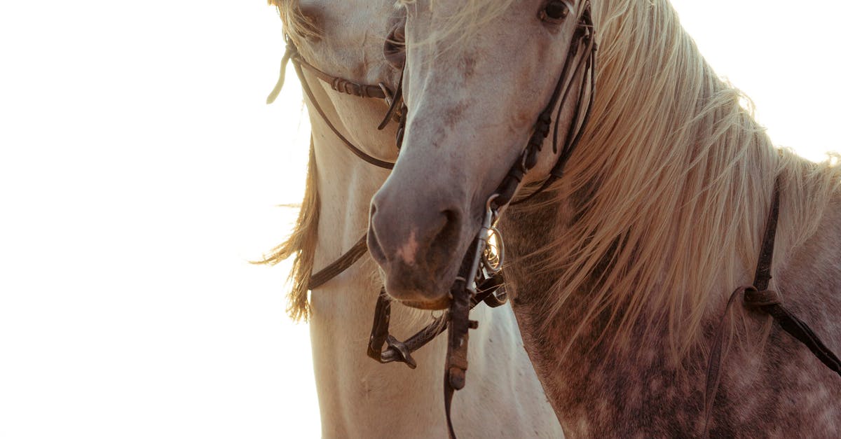 How to tame horse in BDO mobile