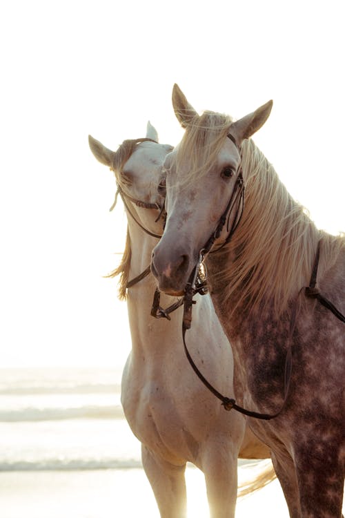 Two Horses on Beach 