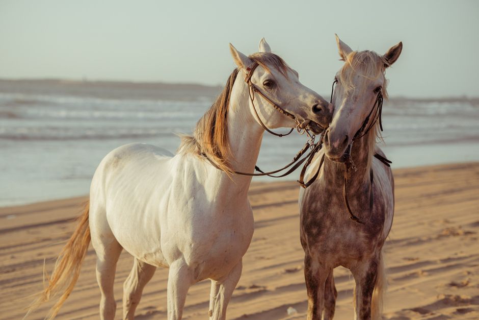 Pair of horses walking peacefully on a scenic beach at sunset, creating a tranquil and picturesque scene.