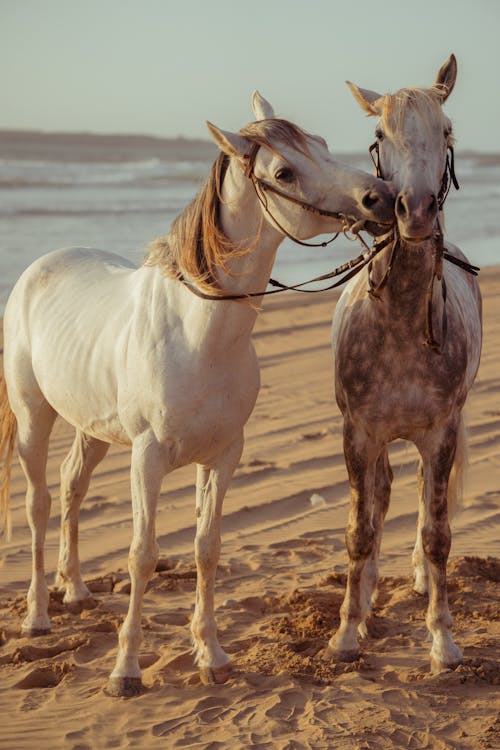 Free Two Horses on Beach  Stock Photo