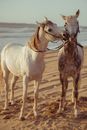 Two Horses on Beach 