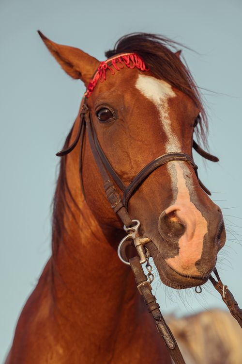 Free Detailed portrait of a brown horse wearing a bridle, showcasing its rich coat and attentive gaze. Stock Photo