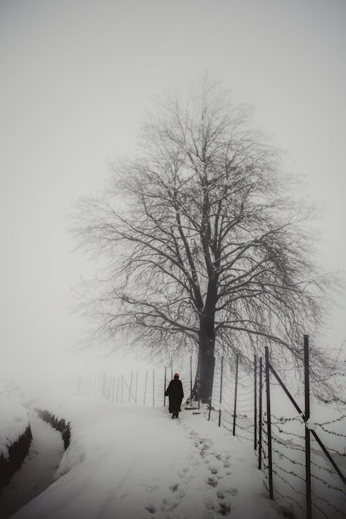 Monochrome Photo of Person walking on a Snow-Covered Path near a Bare Tree