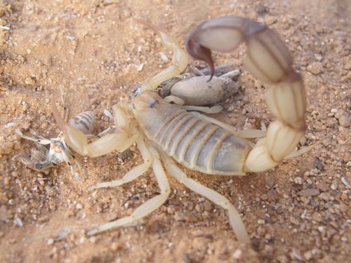 Free stock photo of scorpion Stock Photo