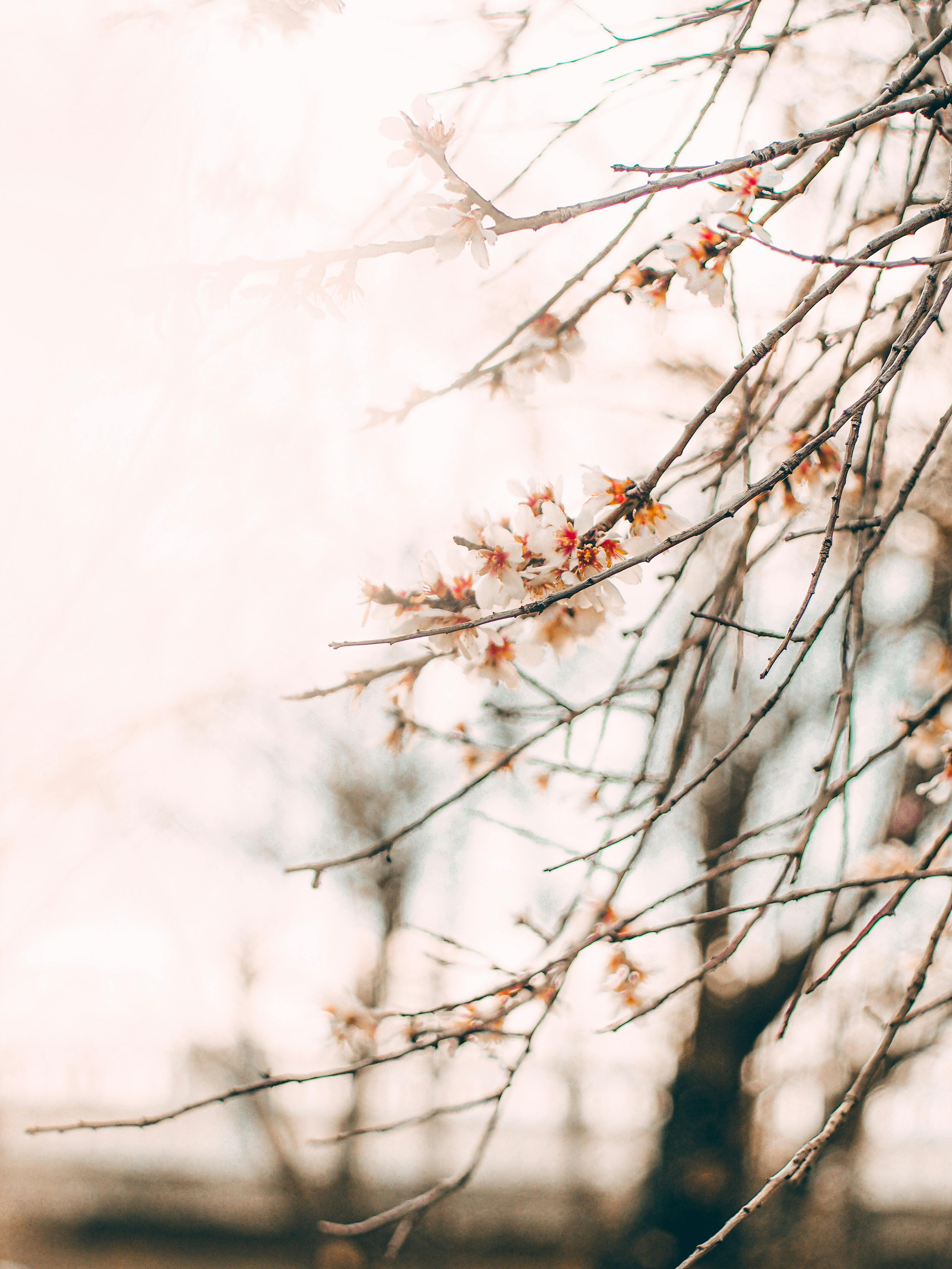 Close-up of flowering branches with soft focus background, ideal for spring themes.