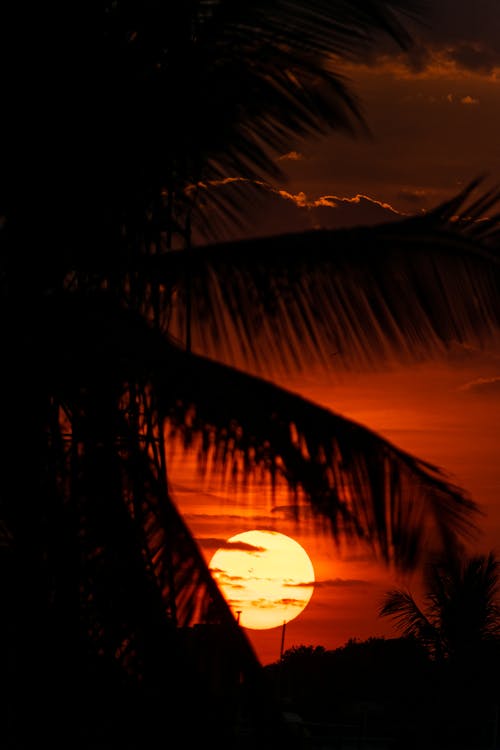 Silhouette of Coconut Palm Tree during Sunset