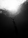 Woman Underwater Swimming Towards Surface