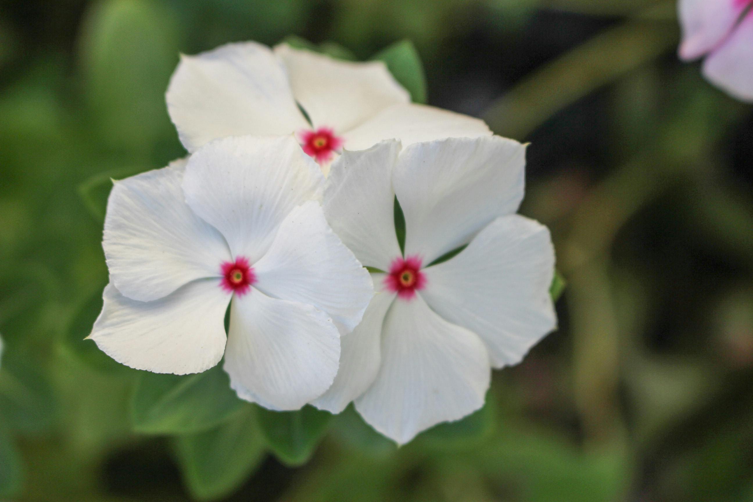 Foto Stok Gratis Tentang Bunga Bunga Putih Kelopak