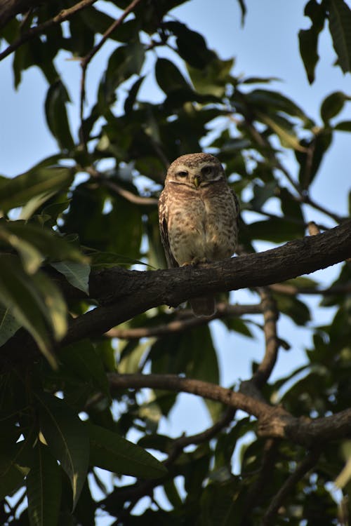 Free Perched Owl on a Tree Branch  Stock Photo