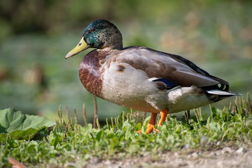 Close-up Photo of a Mallard 