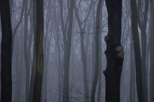Treeline under low cloud by Mirko Fabian on Pexels