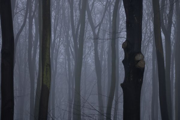 Mist drifting between tall forest trunks — photo by Mirko Fabian on Pexels