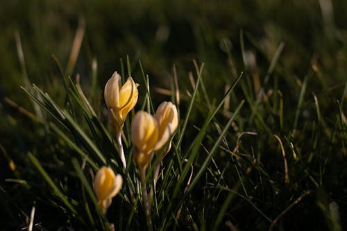 Fotobanka s bezplatnými fotkami na tému kvetinová fotografia, žlté kvety, zväčšenie