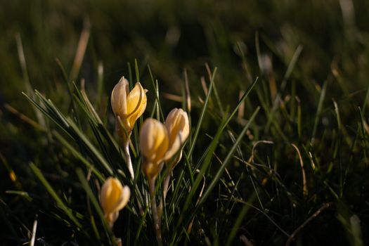 A vivid close-up of blooming yellow crocus flowers in springtime grass.
