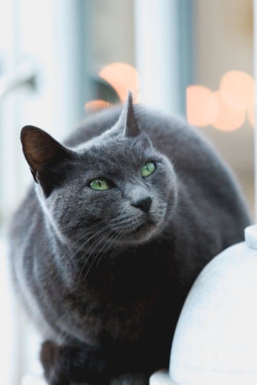 Close-up Photo of a Cute Gray Cat 