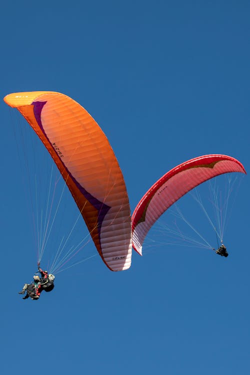 Základová fotografie zdarma na téma adrenalin, modrá obloha, paraglidery