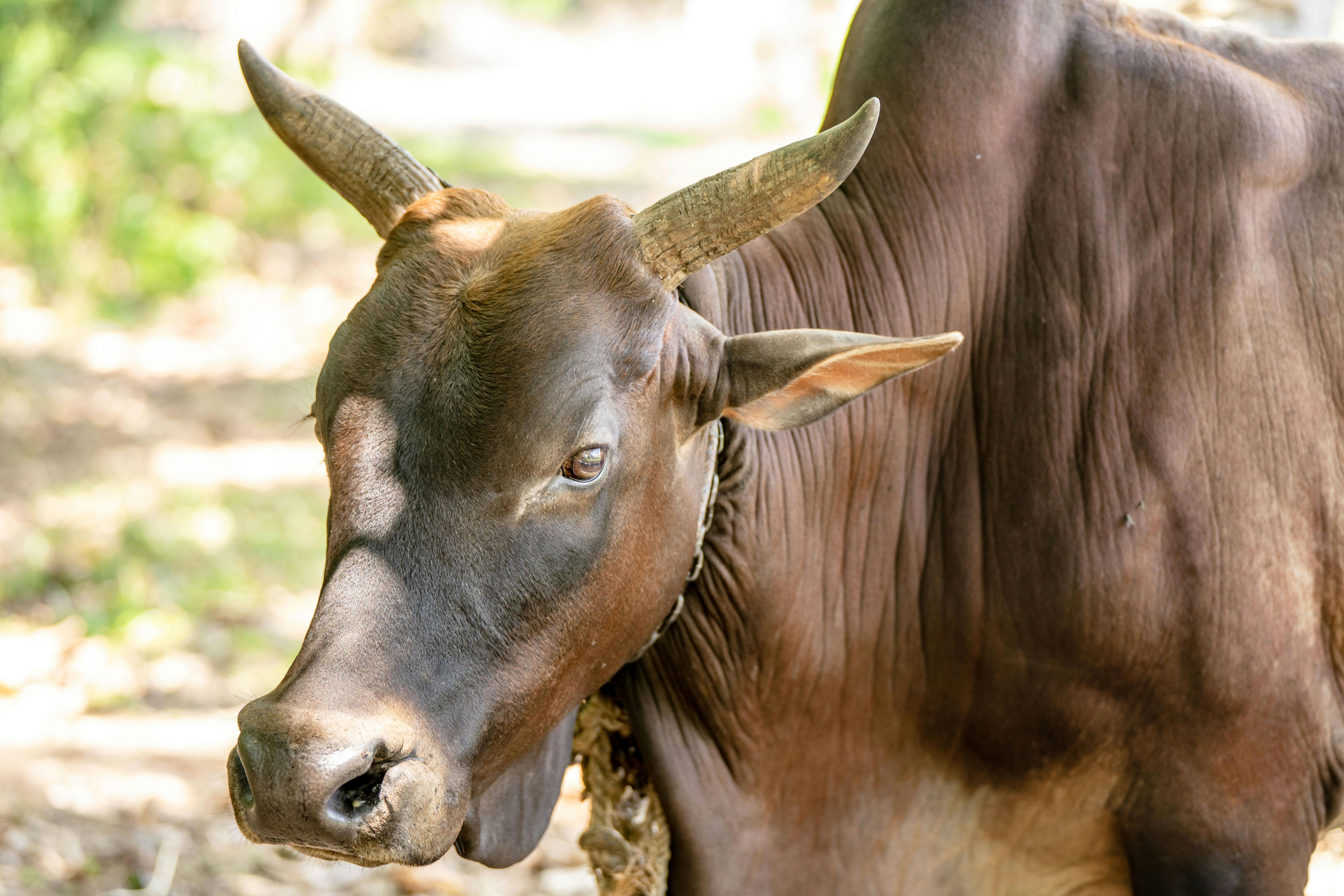 Brown Bull in Close Up Shot · Free Stock Photo