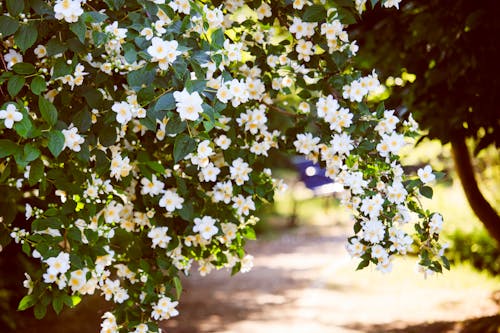 Выборочный фокус фото белых лепестков цветов