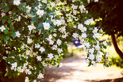 Free Beautiful jasmine flowers blooming in a sunny outdoor garden setting. Stock Photo
