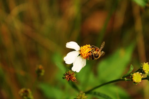 Безкоштовне стокове фото на тему «Бджола, Біла квітка, впритул»