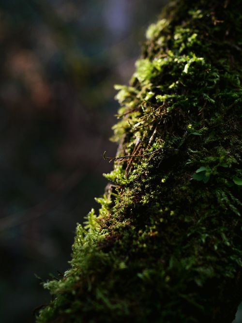 Free Close-up of lush green moss covering a tree bark in a shaded forest setting. Stock Photo