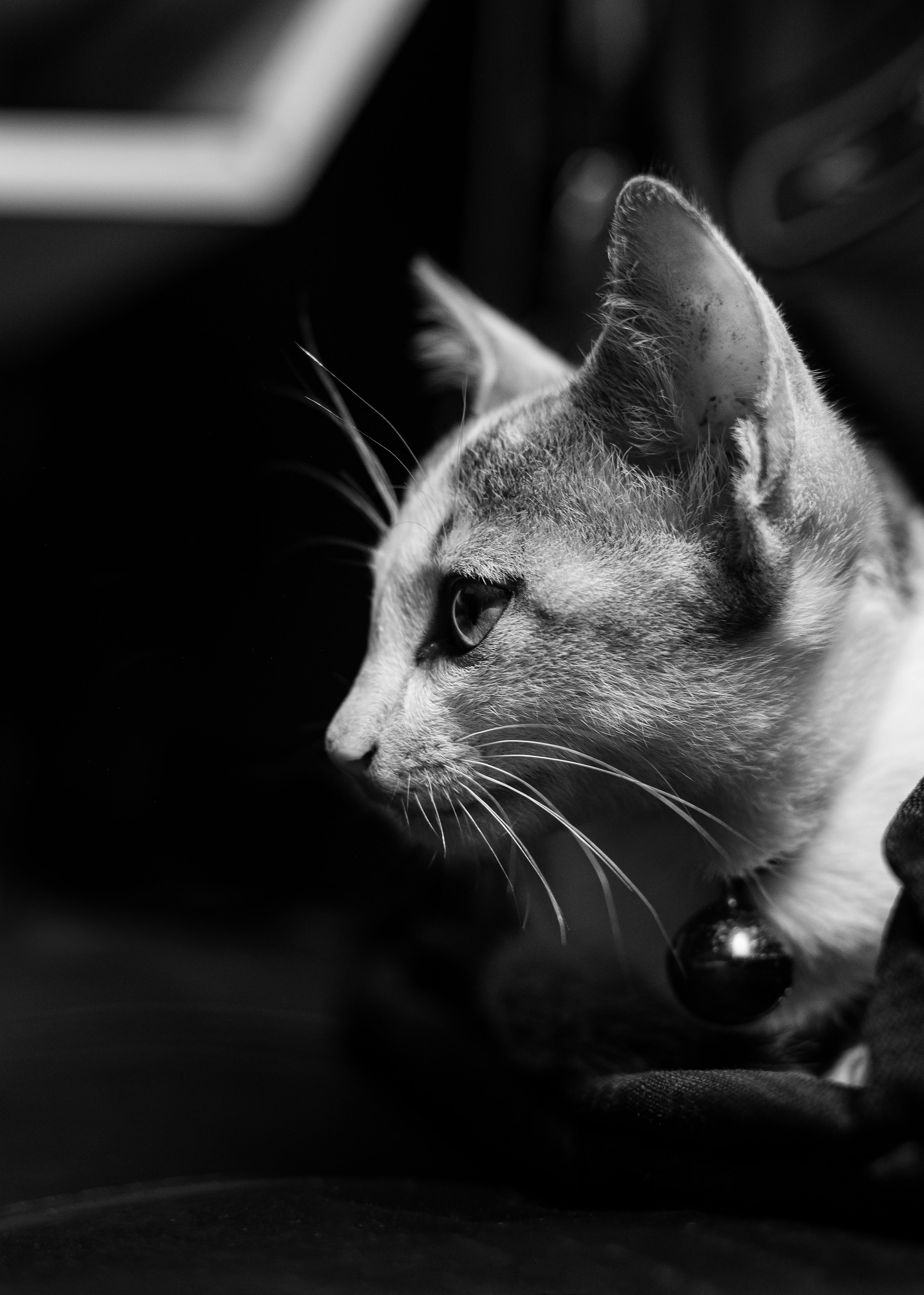 Artistic grayscale portrait of a cat with attention to detail and texture.