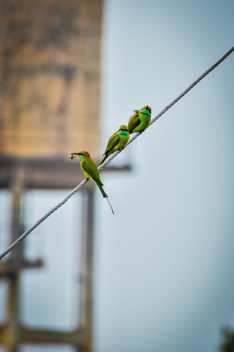 Asian Green Bee Eaters On A Wire Rpe