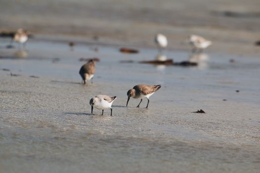 Dunlin Birds on Sand
