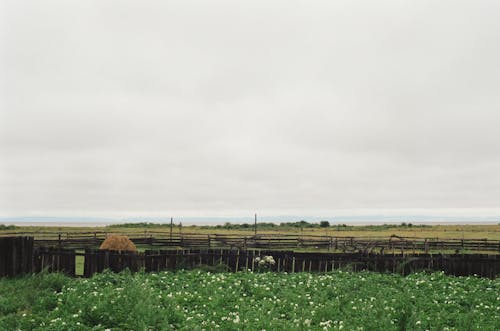 Grassland under Gloomy Sky 