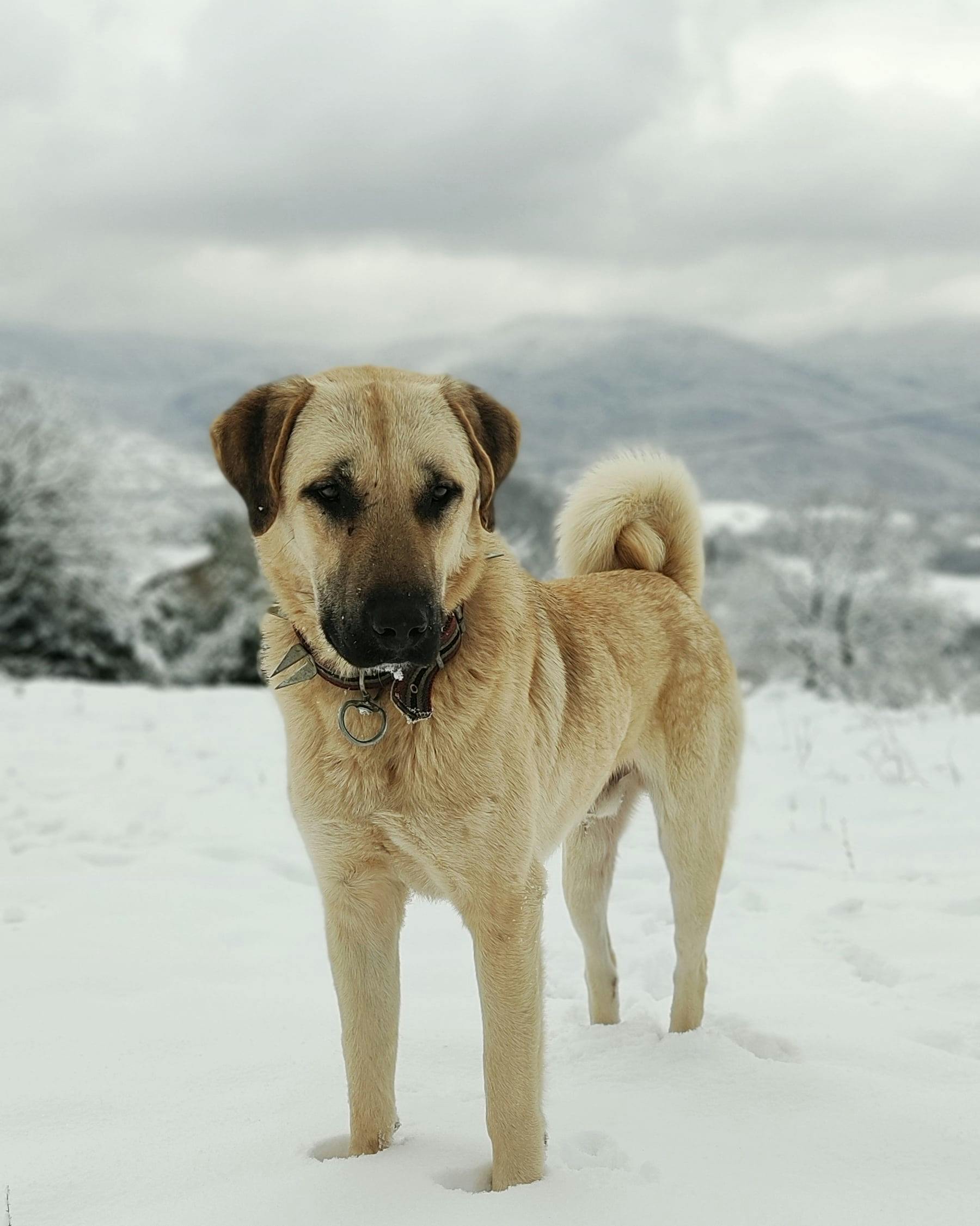 Kangal Shepherd Dog Wearing a Spiked Collar · Free Stock Photo