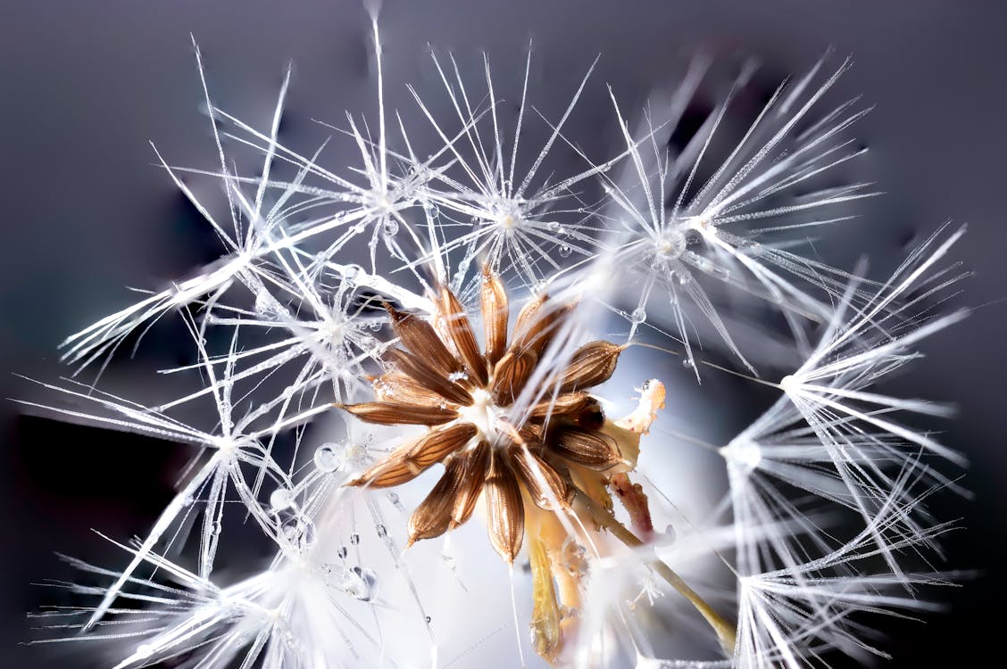 Základová fotografie zdarma na téma detail, kytka, makro