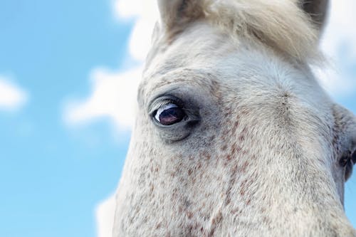 Free Close Up Shot of a Horse Stock Photo