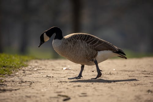 A Goose Walking on the Ground