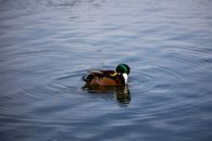 Mallard Duck on Water
