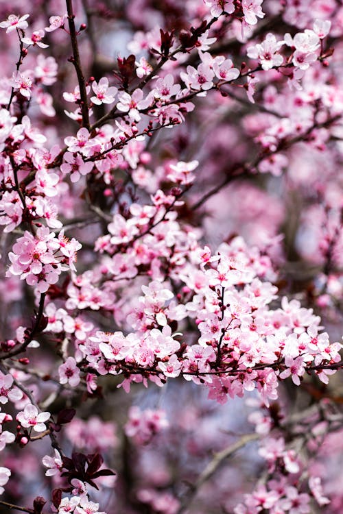 Foto d'estoc gratuïta de creixement, delicat, flor de prunera