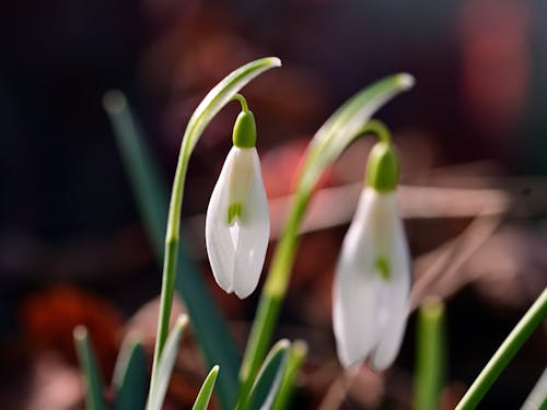 Close-up Photo of Snowdrop Flower 