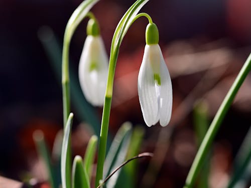 Close-up Photo of Snowdrop Flowers